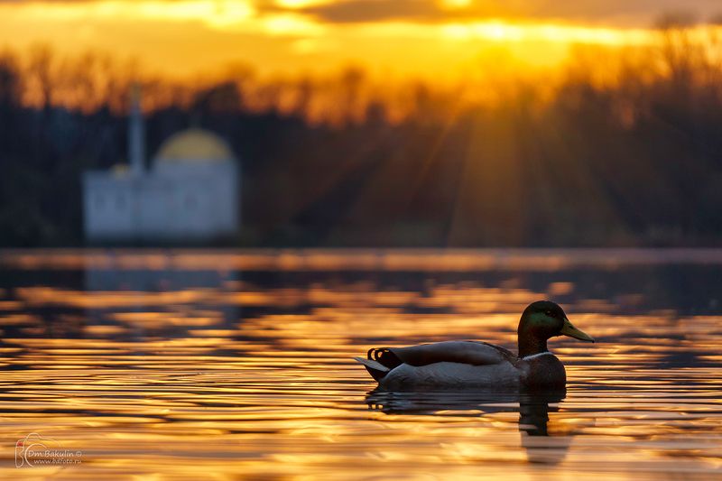 Осенняя утка в Екатерининском парке Царского Селаphoto preview