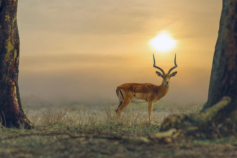 nature,wild,animal,africa,safari, confusion,sunset,deer ,impala,jungle,beauty,wild life,nature reserve behind the sunsetphoto preview