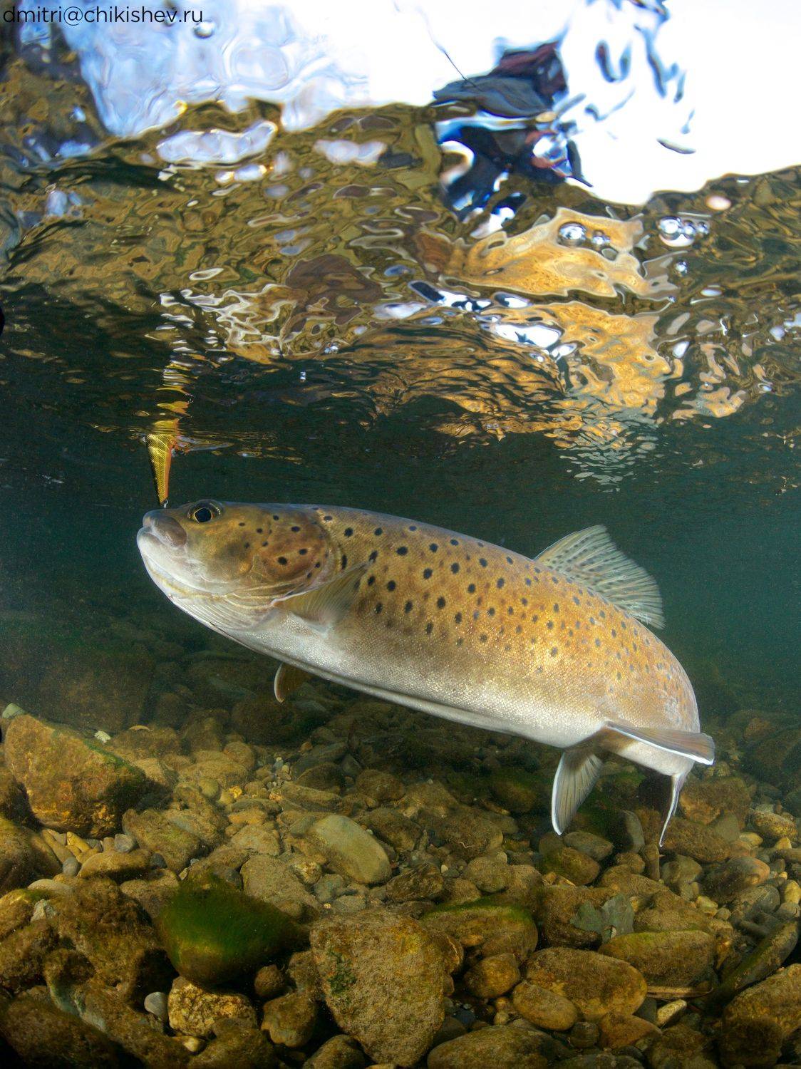 Ленок. Автор: Dmitry Chikishev , Dmitry Chikishev