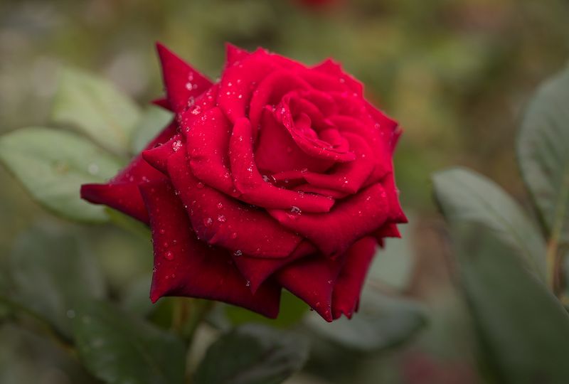 flowers, garden, black magic, rose, цветы, садовые, роза Black Magicphoto preview