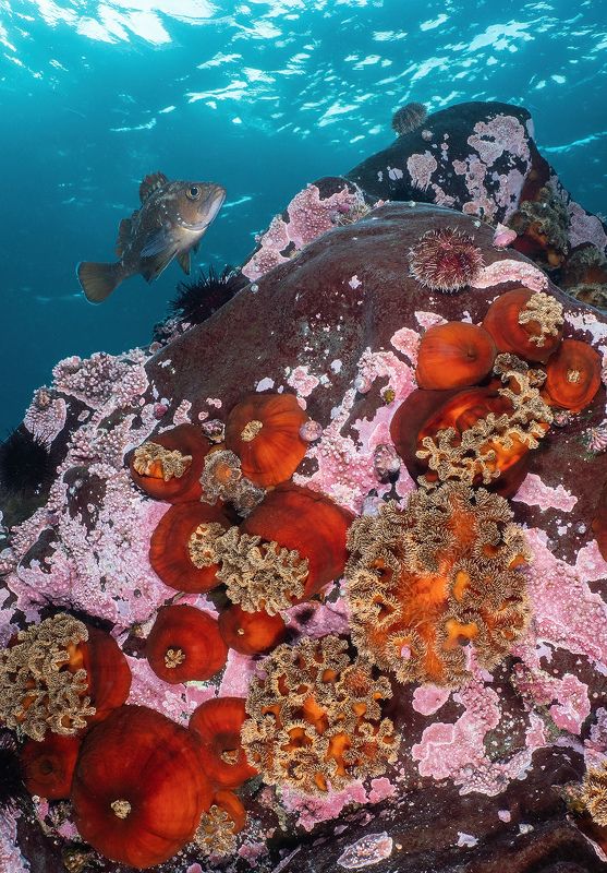 Подводное фото Монерон Сахалин Богатства Монеронаphoto preview