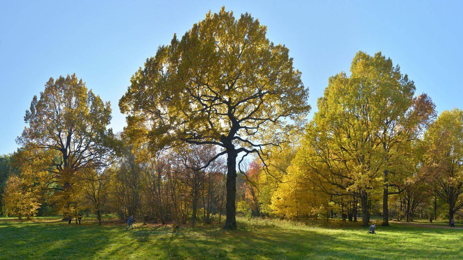 , Сергей Седов