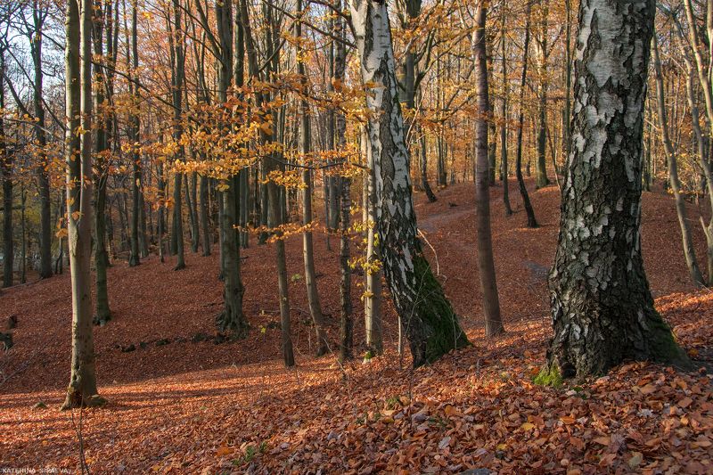 природа, пейзаж, осень В царстве безмолвных великановphoto preview