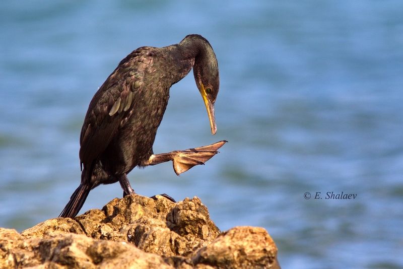 birds,птица,птицы,фотоохота, большой баклан,phalacrocorax carbo Пора на педикюр .photo preview