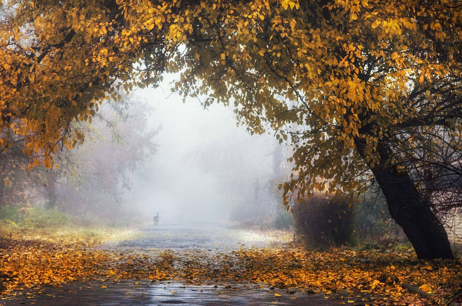 , Игорь Мелекесцев