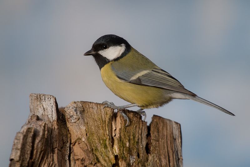 большая синица, птицы, birds, wildlife, great tit, blue tit, лазоревка Синичкин деньphoto preview