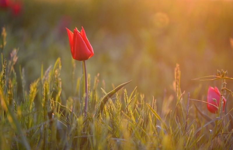 Закатный тюльпанphoto preview