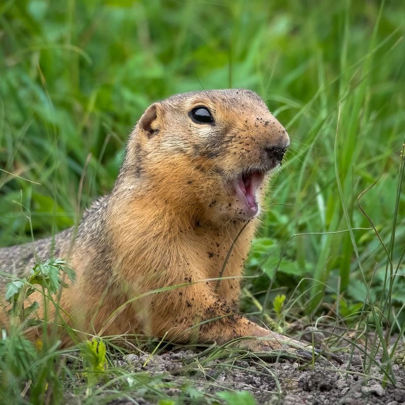 Удивлённый сусликphoto preview