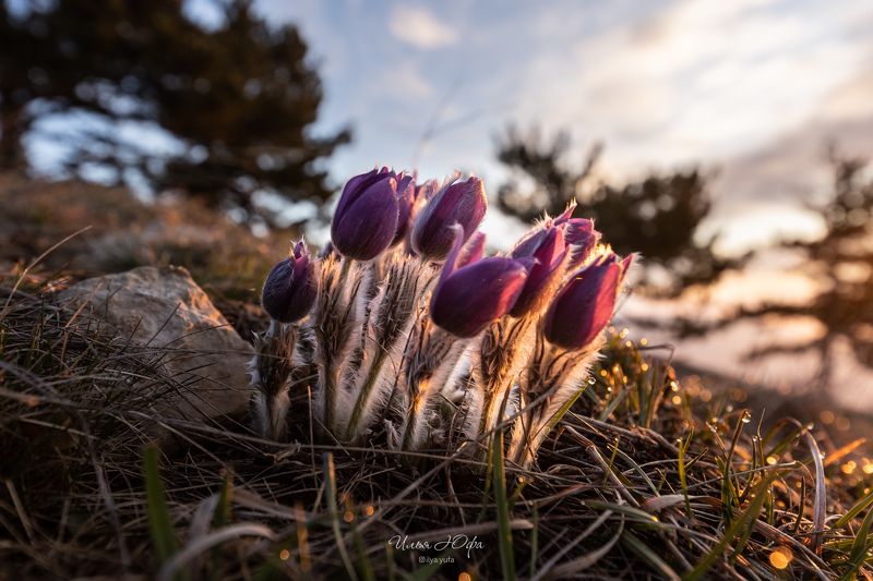 Сон-трава...photo preview