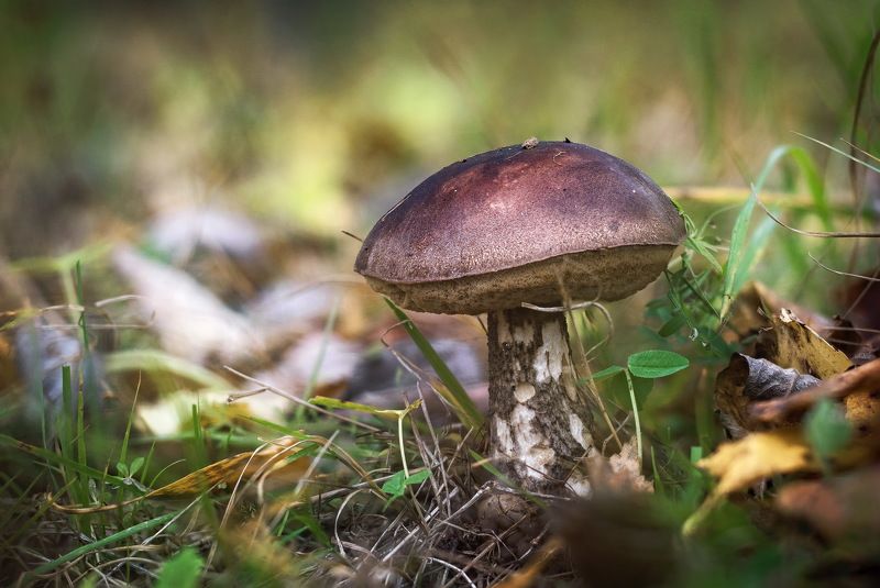 подберезовик, обабок, грибы, макро, осень Подберезовикphoto preview