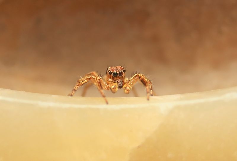 Jumping Spiderphoto preview