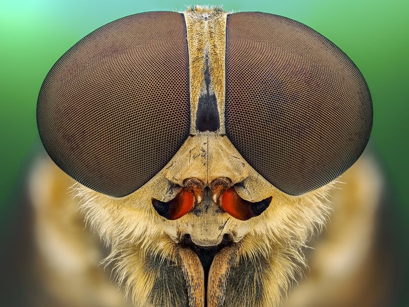 irass, waledzik, nat geo, olympus, close up, macro, extreme macro, макро Tabanus sudeticus.photo preview