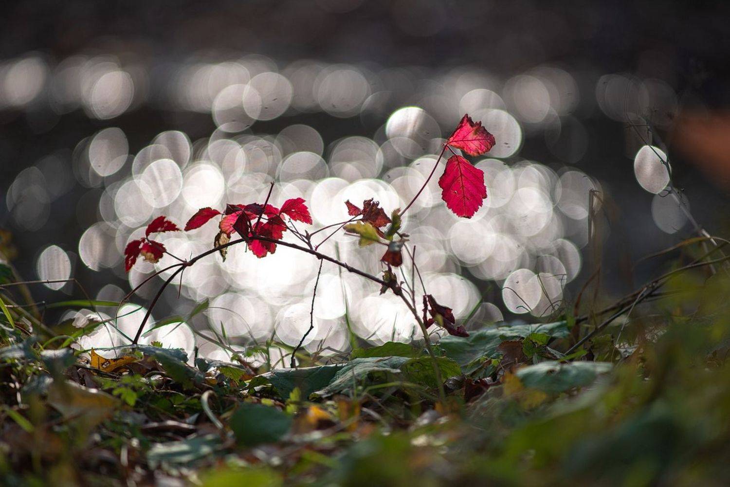 ДО СВИДАНИЯ, ОСЕНЬ!. Автор: Арсен Алабердов осень, боке, блики, листья, вода, озеро, свет, Арсен Алабердов