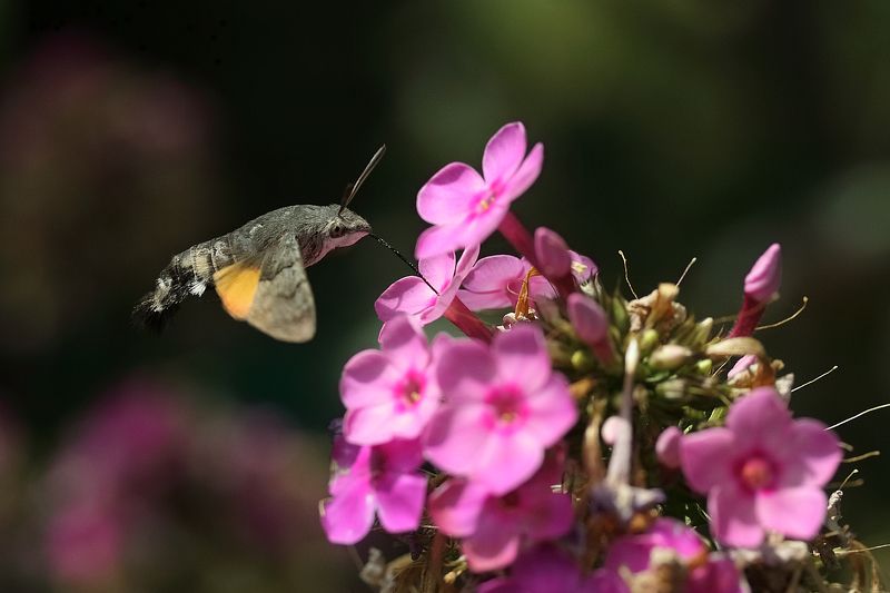 Языкан и флоксphoto preview