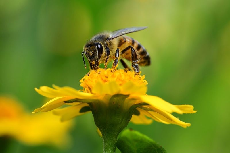 denis moura, mogi das cruzes, brasil, bee Florphoto preview