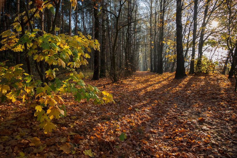 любимая алейка...photo preview