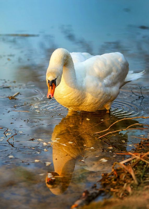 сказки осени,  лебедь, природа, лесное озеро, жизнь,птицы Золотой..photo preview