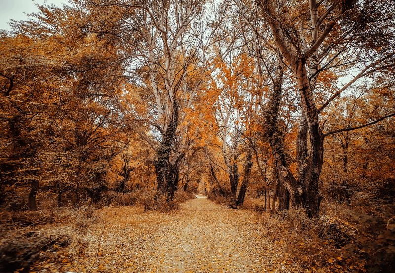 autumn, landscape, love, trees, park, walk, outdoor, photography, canon, Yellow roadphoto preview