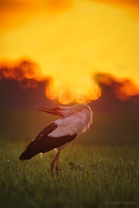 Белый аистphoto preview