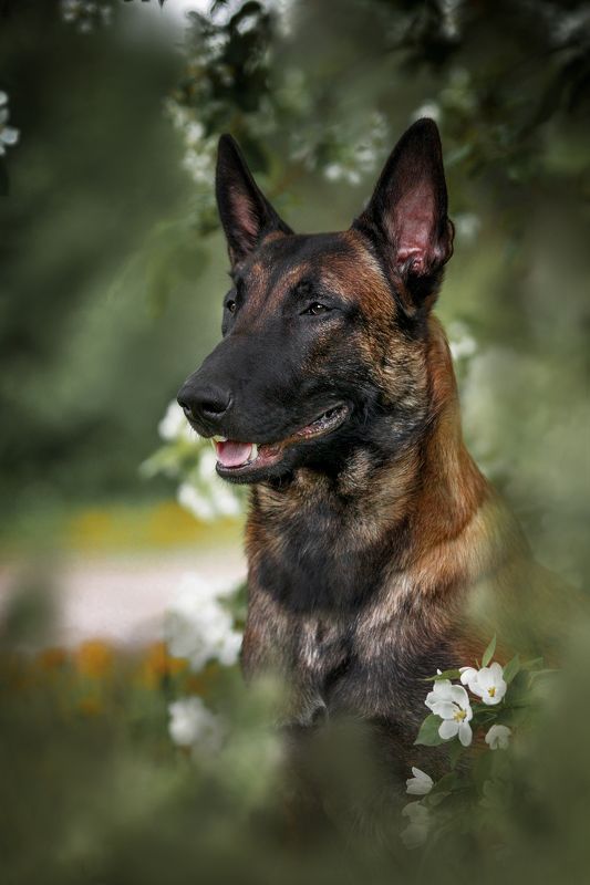 Бельгийская овчарка Малинуаphoto preview