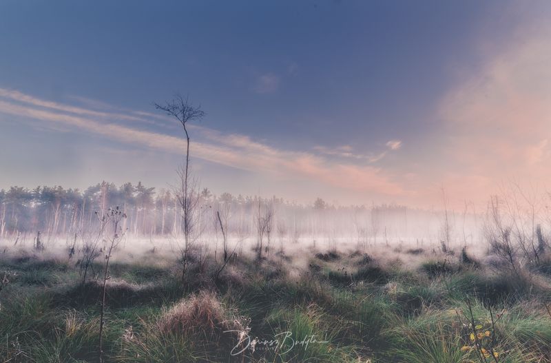 Morning fogphoto preview