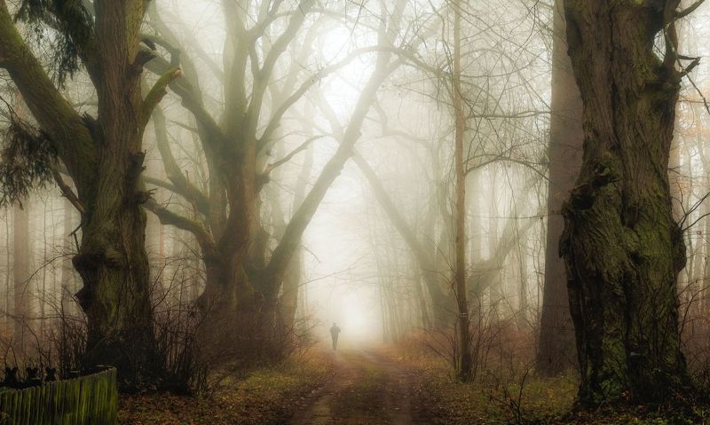 Scenics - Nature  Fog  Tree  Photography  Nature  Woodland  Autumn  running in the fog  forest atmosphere  light  mist  road running in the fogphoto preview