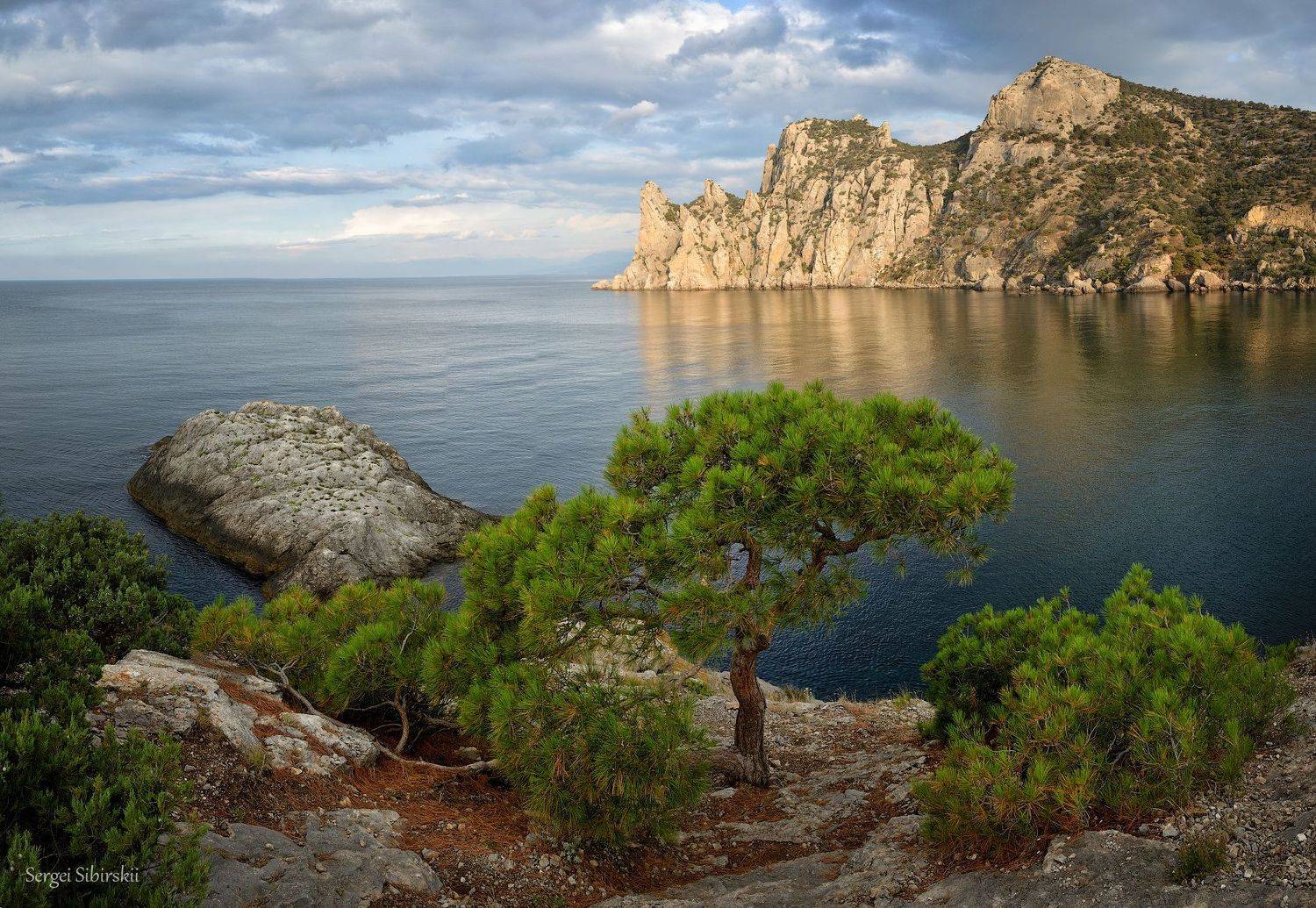 Крым, Новый Свет, Черное море, сосна, Сибирский Сергей
