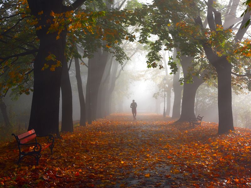 autumn, light, morning, tree, alley, park, leaf, color, sport, running, jogging, mood, man, mist, fog, ray, Autumn joggingphoto preview