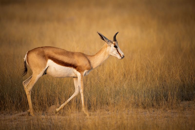 #спрингбок, #этоша, #намибия, #африка, #животное, #africa, #namibia, #etosha, #animal, #springbok Спрингбокphoto preview