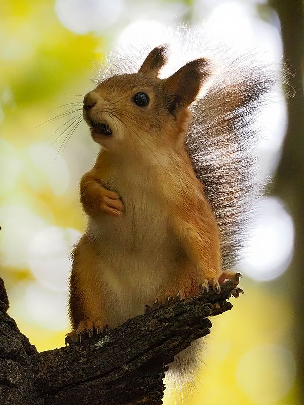 -- да что вы говорите фото превью