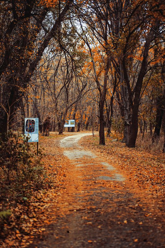 walk, travel, explore, forest, park, road, autumn, yellow, leaves, photography, landscape, landscape photography, autumn leaves, The road..photo preview