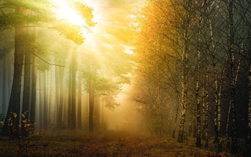 forest  autumn 2021  forest road  sunrise  light  forest atmosphere  sun  trees  birches  nature  landscape  Photography  Scenics - Nature  Beauty In Nature Autumn sunrise in a misty forestphoto preview