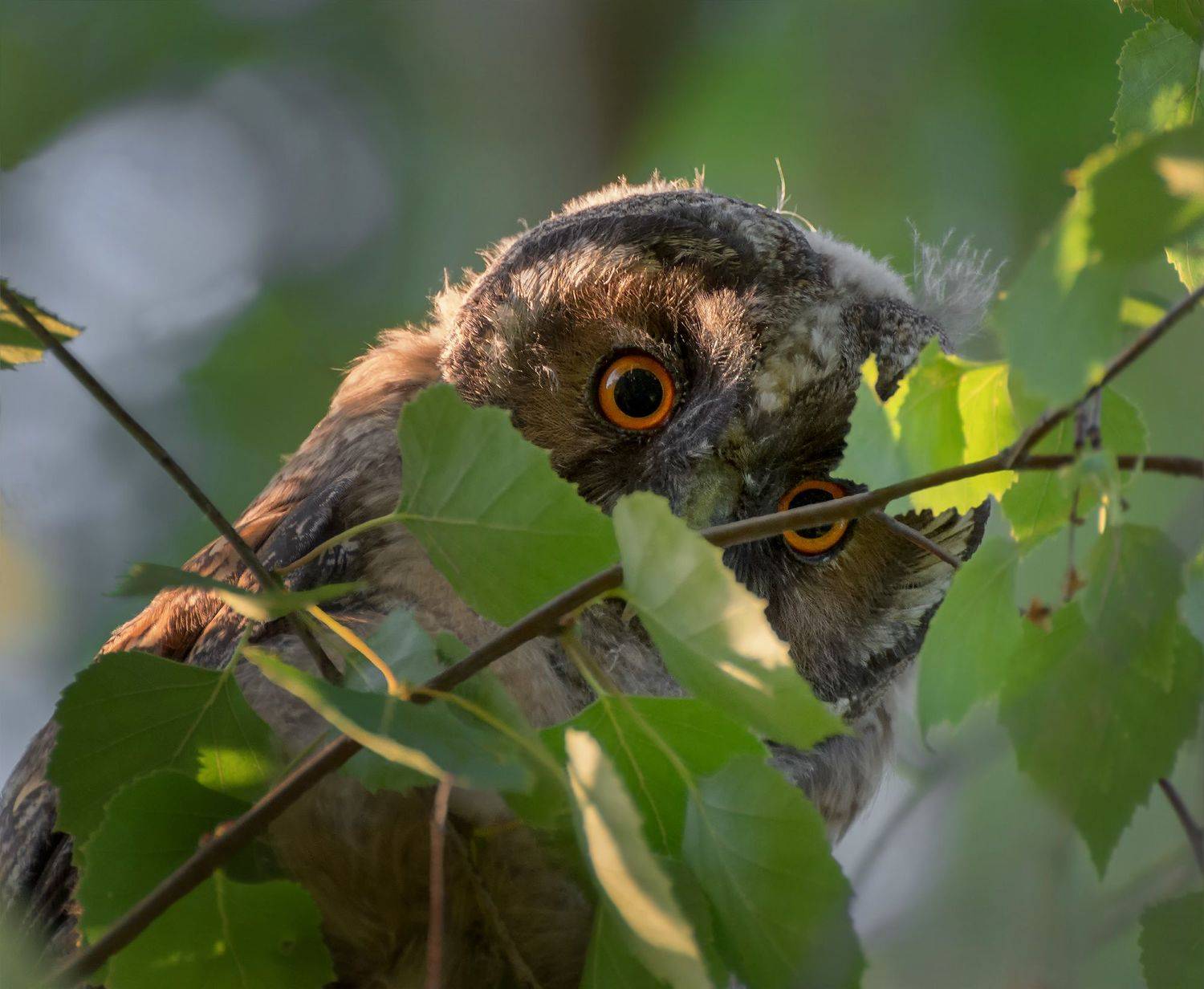 птица. ушастая сова, слёток,, Марина Мочалова