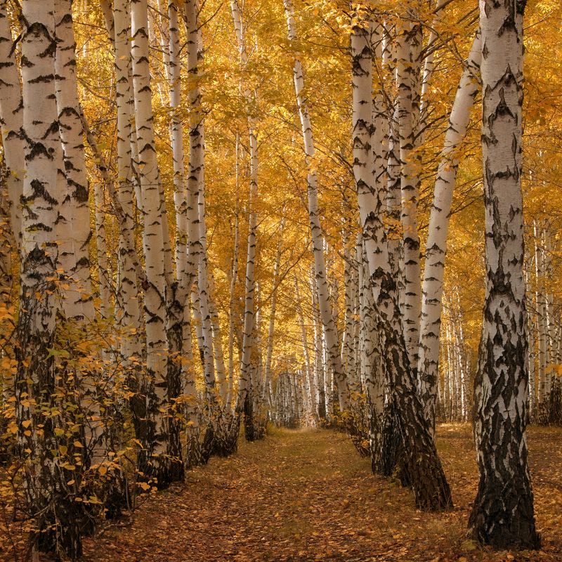 Осень в картинках фото превью
