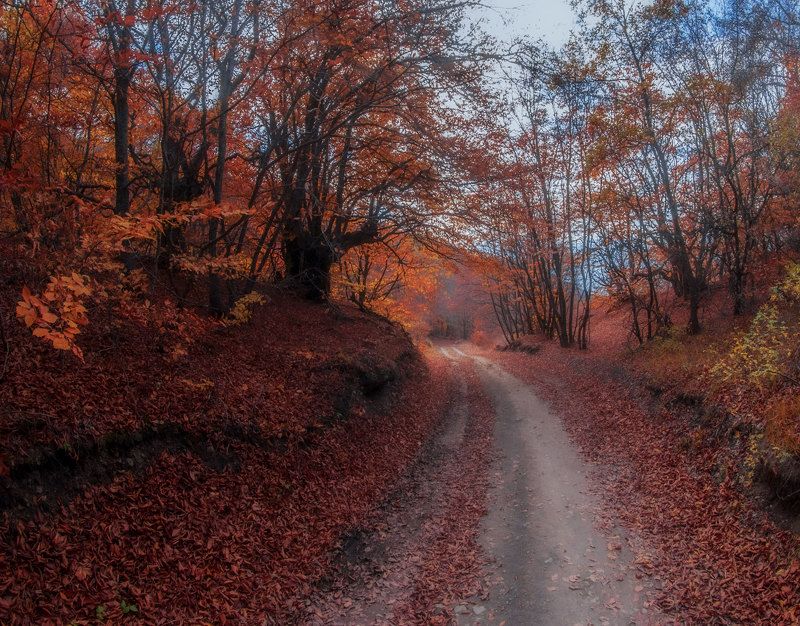 Осеннею листвой засыпан путь домой...photo preview