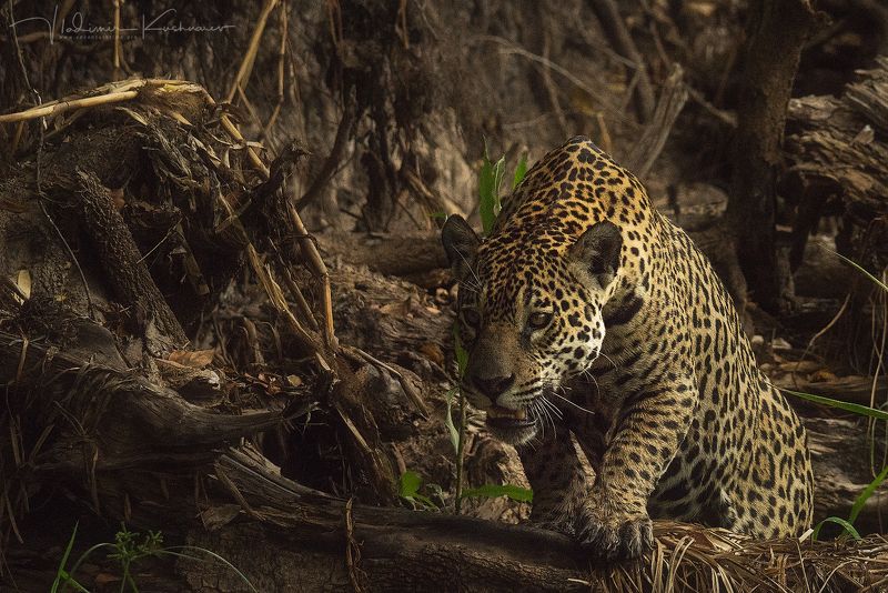 Фелицияphoto preview