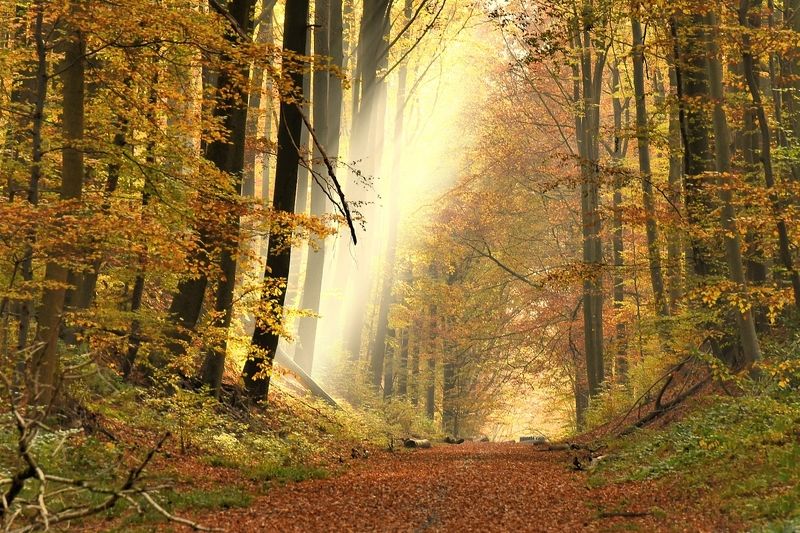 Autumn.photo preview