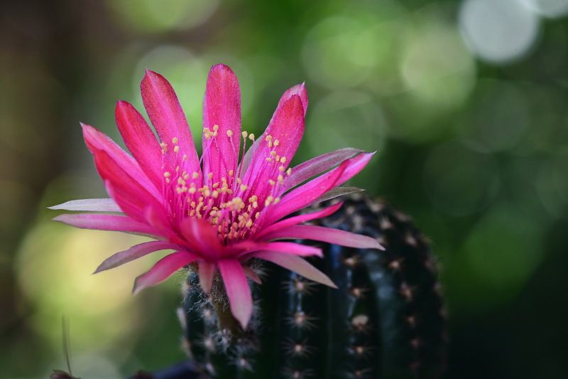 denis moura, mogi das cruzes, brasil Florphoto preview