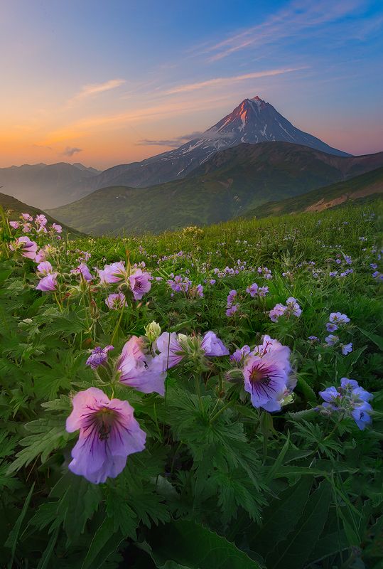Камчатка, вулкан, цветы, рассвет, природа, путешествие, фототур, пейзаж, В лучах закатаphoto preview