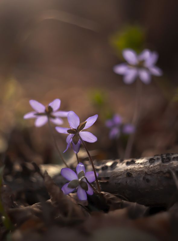 Hepatica nobilisphoto preview