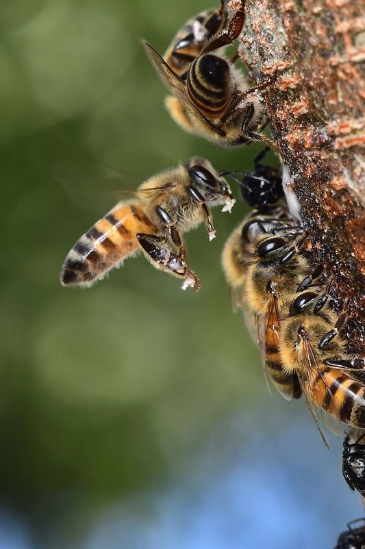 denis moura, mogi das cruzes, brasil, bee Abelhaphoto preview