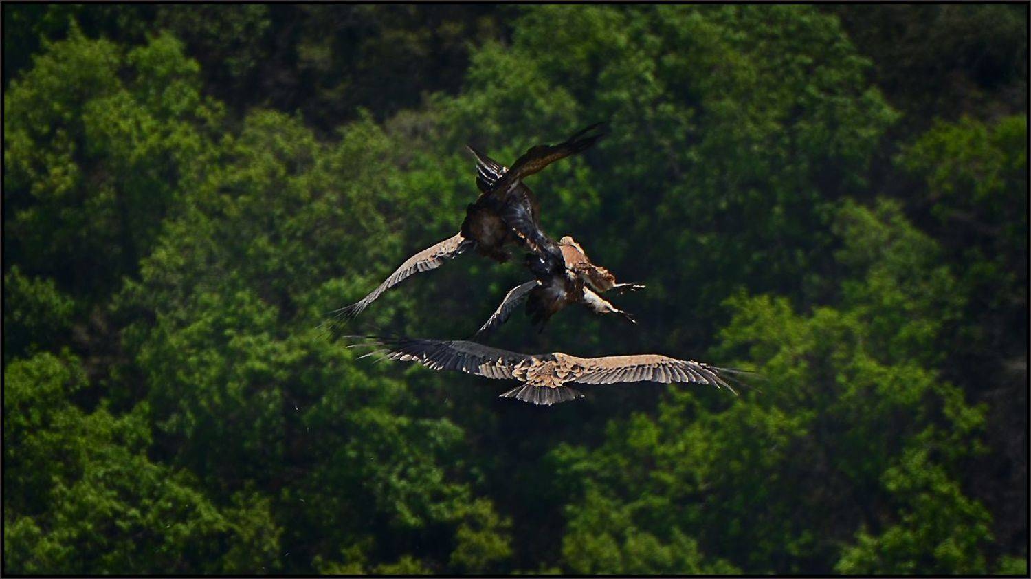 , Владимир Метцгер