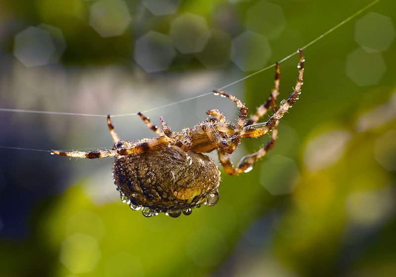 макро,паук крестовик Паучок- крестовичокphoto preview