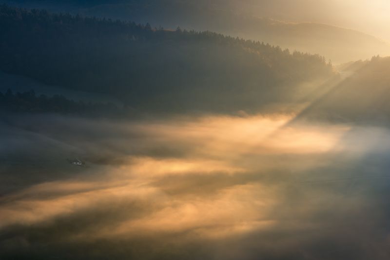 Forest housephoto preview