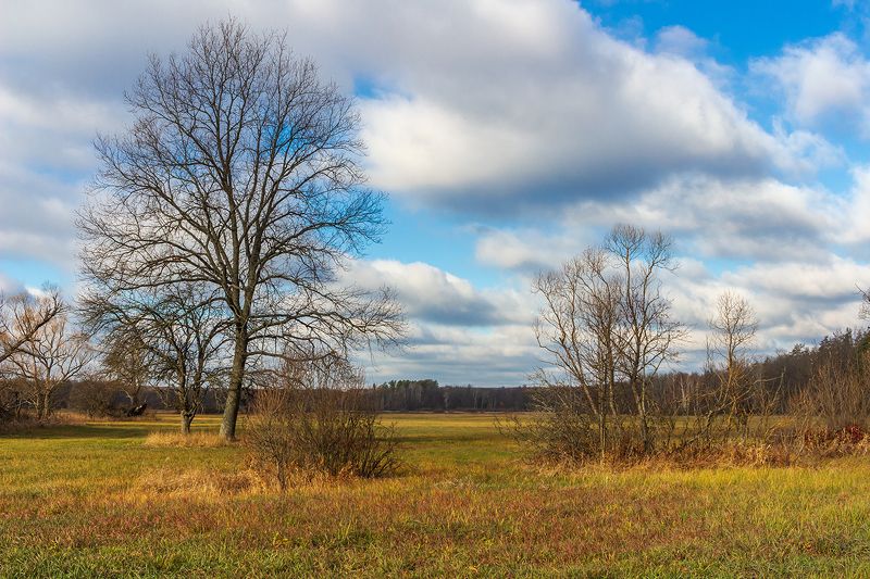 ноябрь, осень, природа, лес photo preview