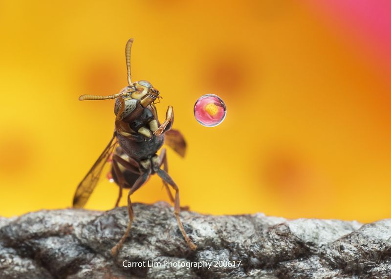 #macro#wasp#water_bubble@reflection Wasp Blowing Water Bubblephoto preview