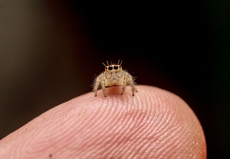 Jumping Spiderphoto preview