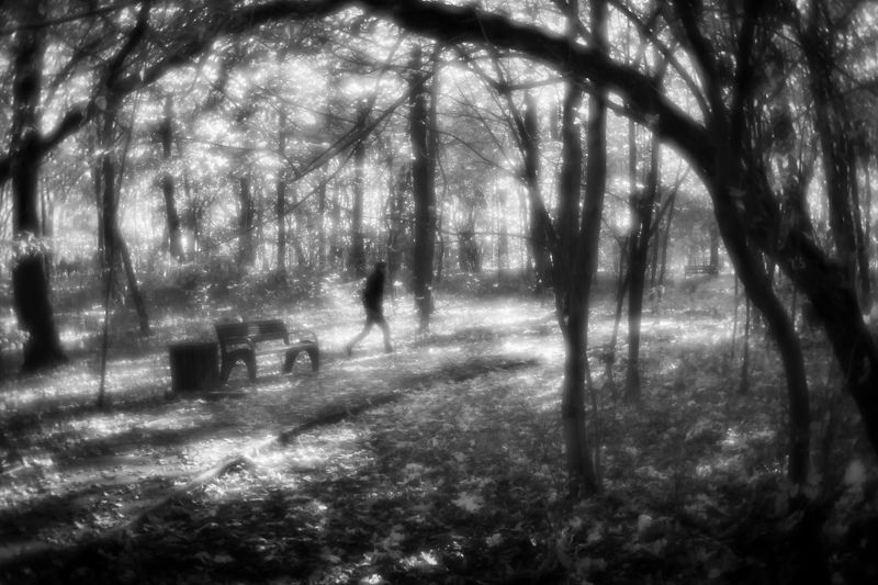 монокль, осень в чб осень в чб фото превью