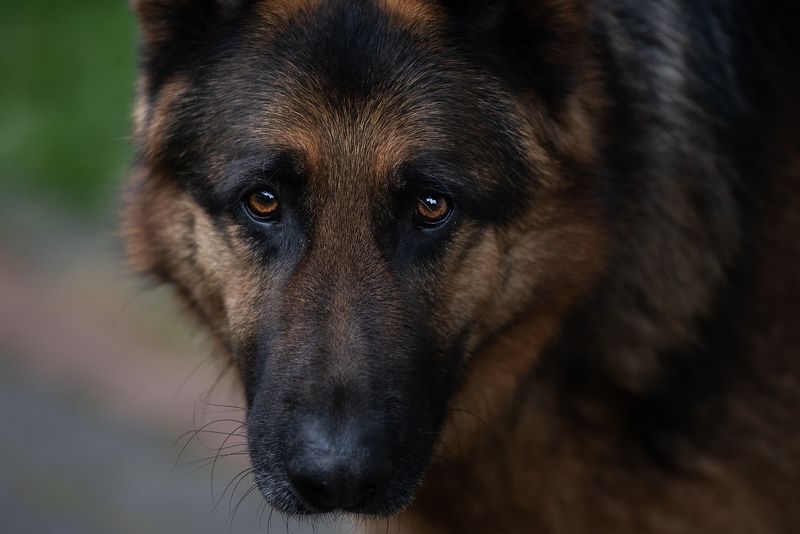 eye, wolf Saturnphoto preview