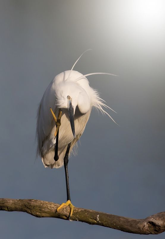 ---...---.photo preview